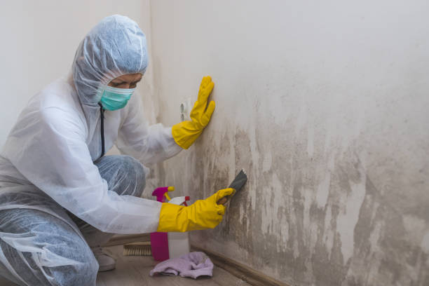Best DIY Mold Remediation Support Services in Glenrock, WY