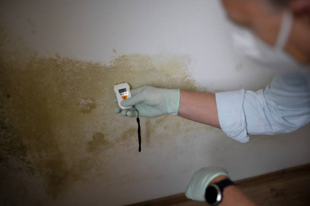 Trusted Glenrock, WY Mold Remediation Experts