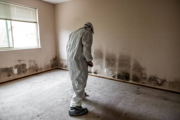 Best Attic Mold Remediation in Glenrock, WY