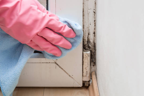 Best Localized Mold Remediation (e.g., coastal areas, humid climates) in Glenrock, WY